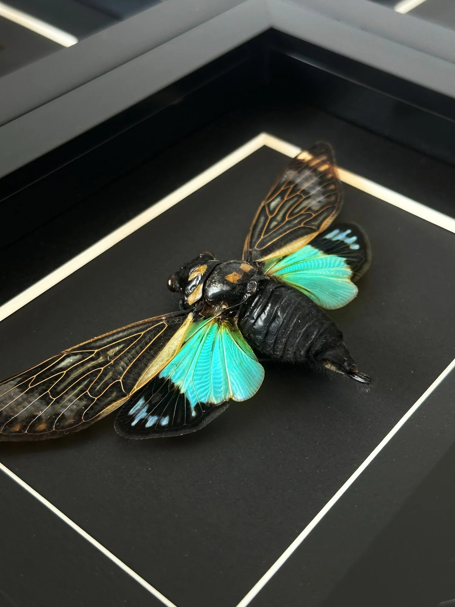 Under $50 – Lepidora Entomology