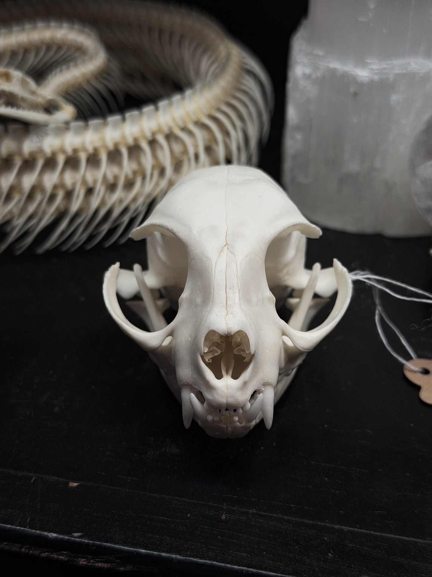 Feral Cat Skull