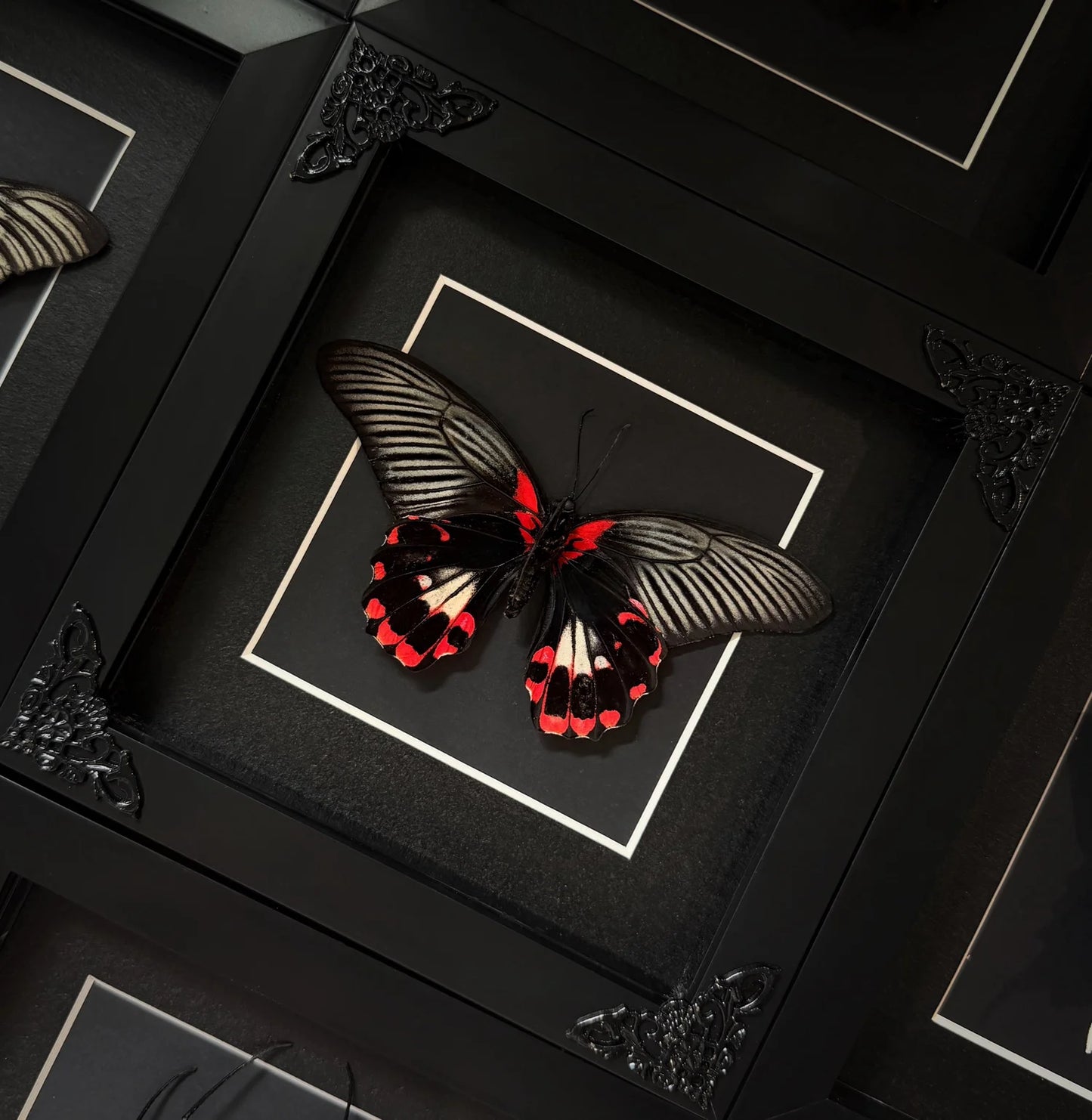Red Mormon