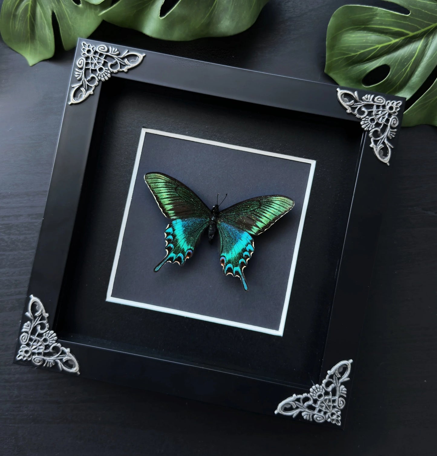 Papilio Macki
