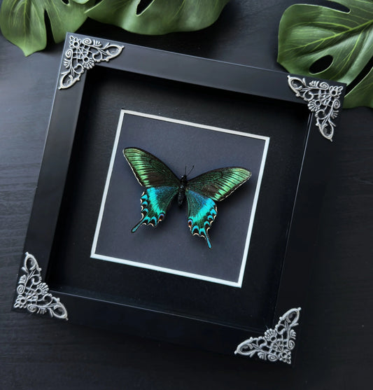 Papilio Macki