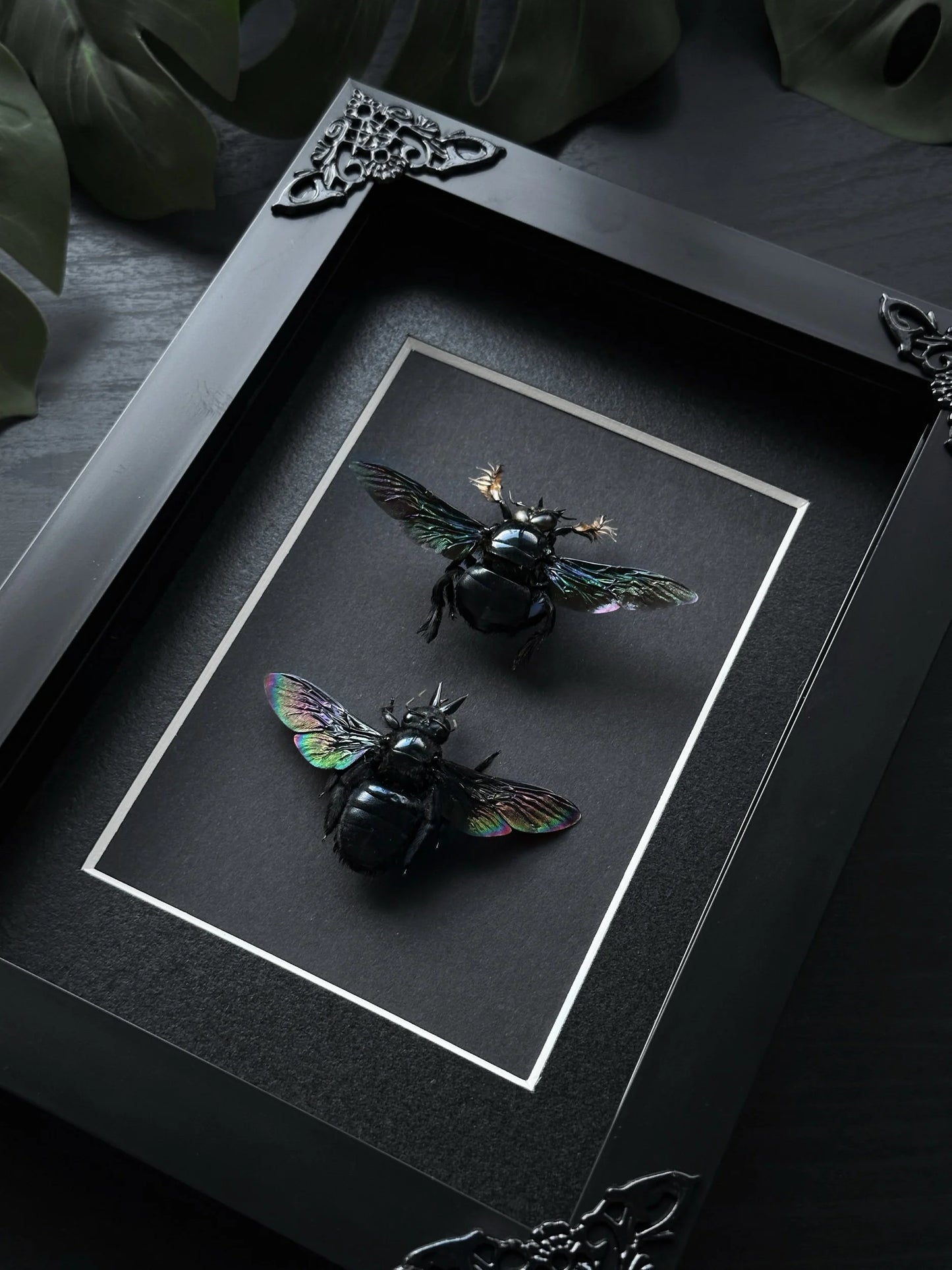Black Carpenter Bee (Male + Female)