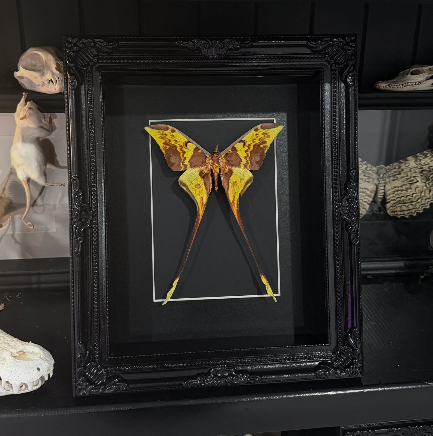 Uncommon Indonesian Moon Moth (Actias Maenas Doubleday)