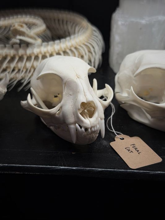 Feral Cat Skull