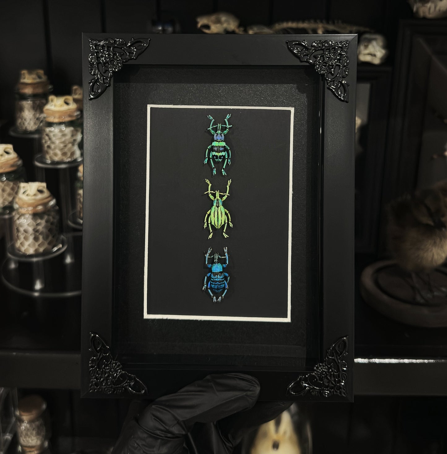 Weevil Trio