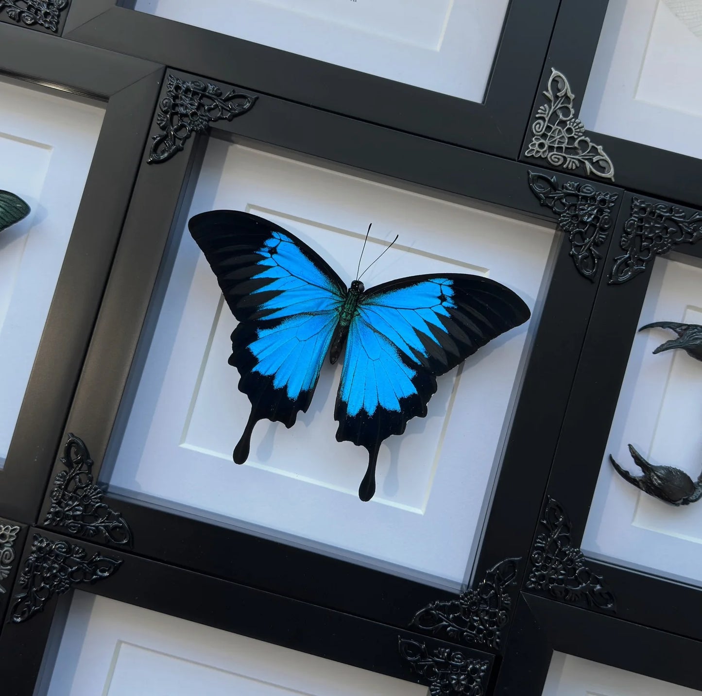 Papilio Ulysses
