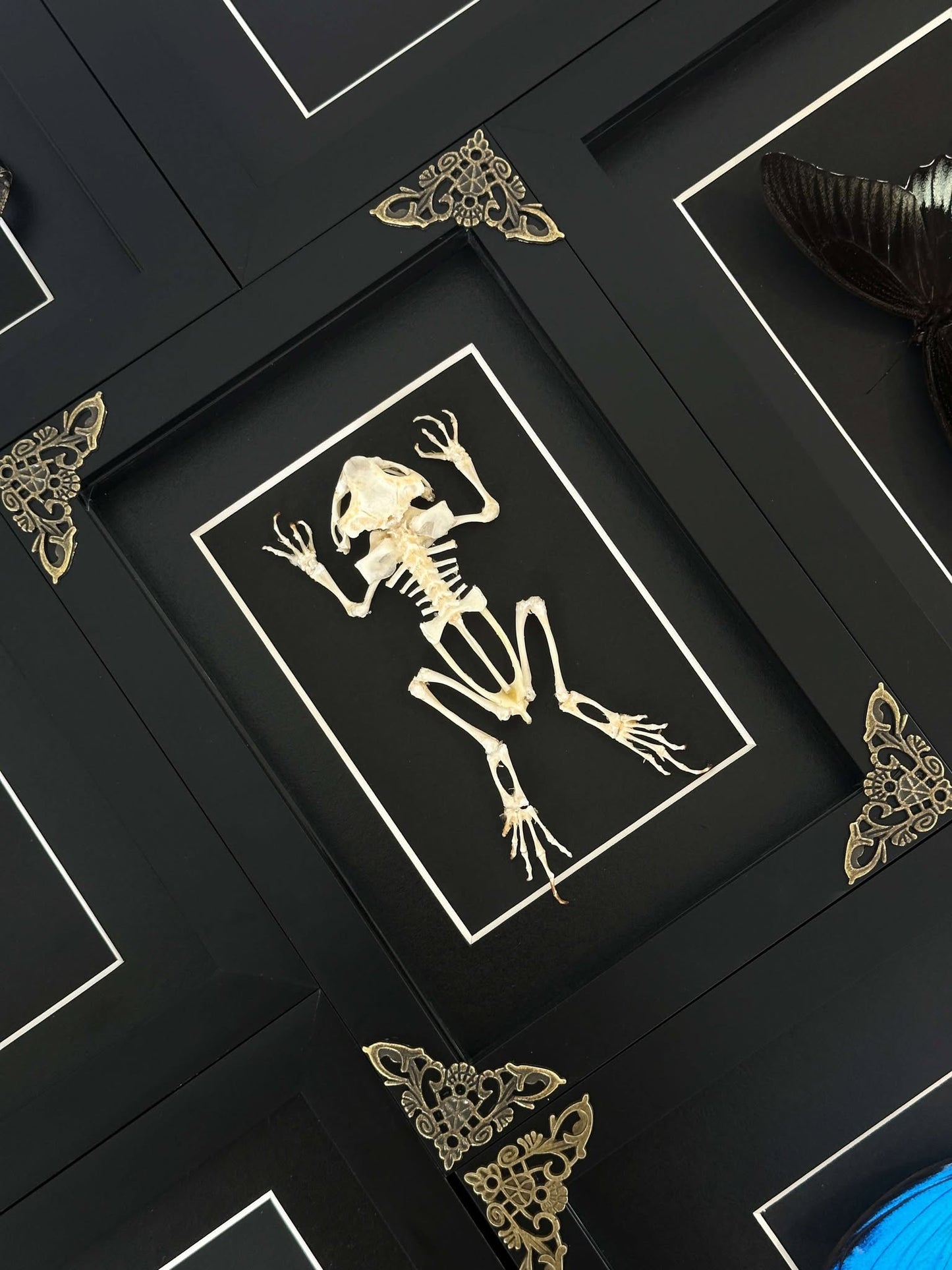 Lepidora Entomology frog skeleton model showing detailed bones and structure on a neutral background.
