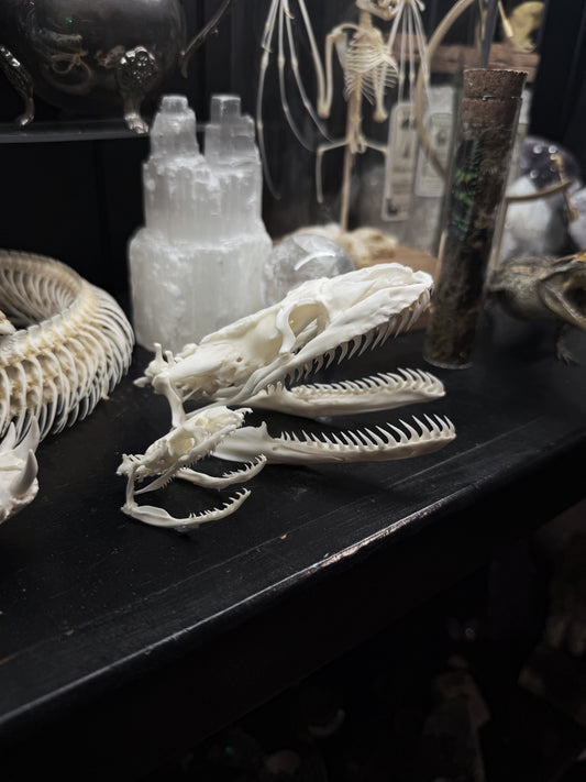Python Skull