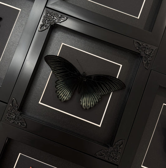 Papilio Memnon