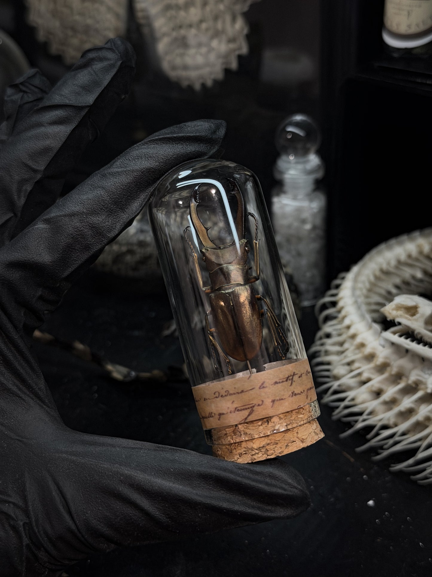 Nipper Beetle Vial