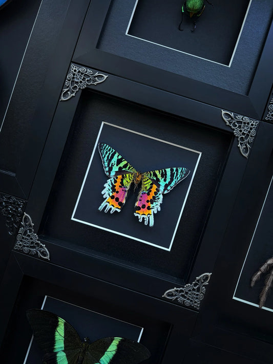 Sunset Moth (Square)