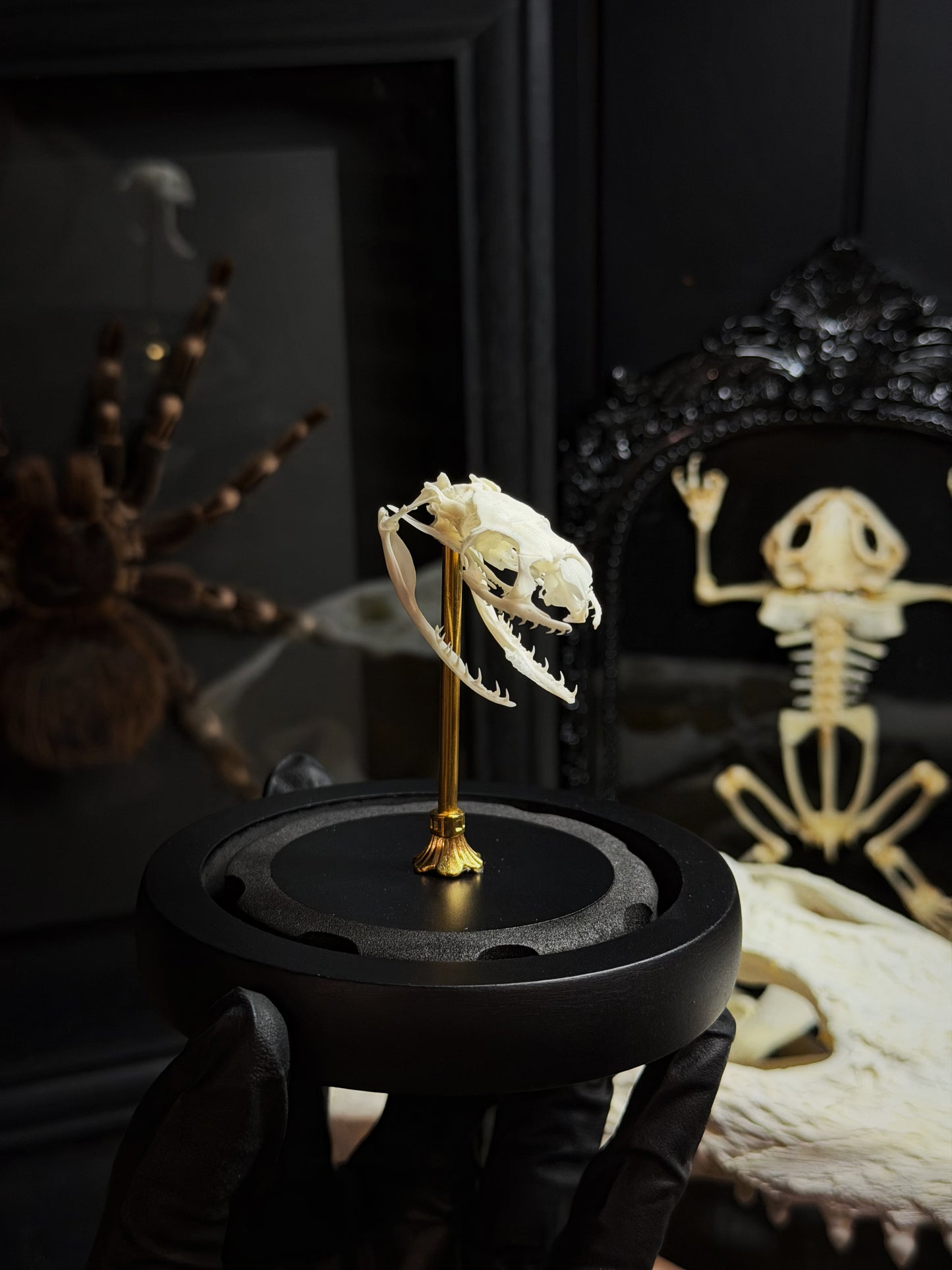 Snake Skull Premium Dome from Lepidora Entomology, showing a detailed snake skull specimen in a clear display dome.