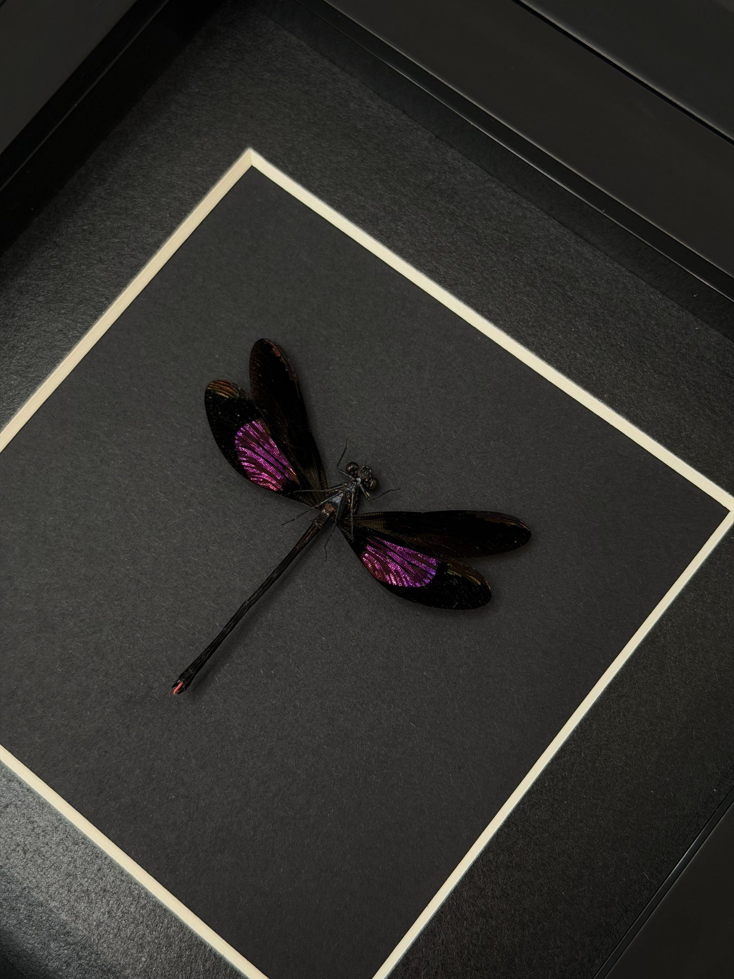 Purple DragonFly