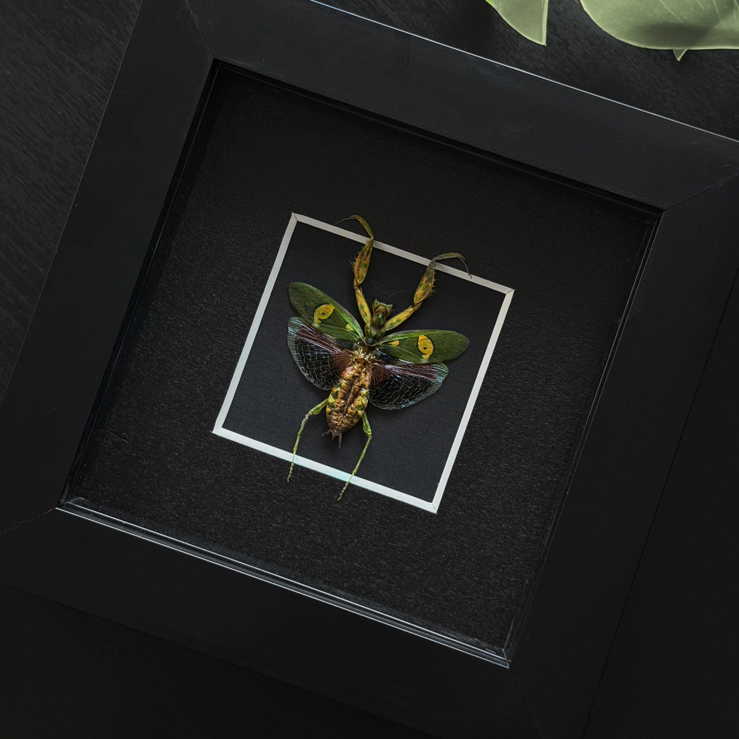 Flower Mantis