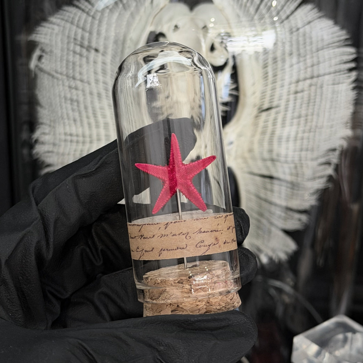 Red Starfish Vial