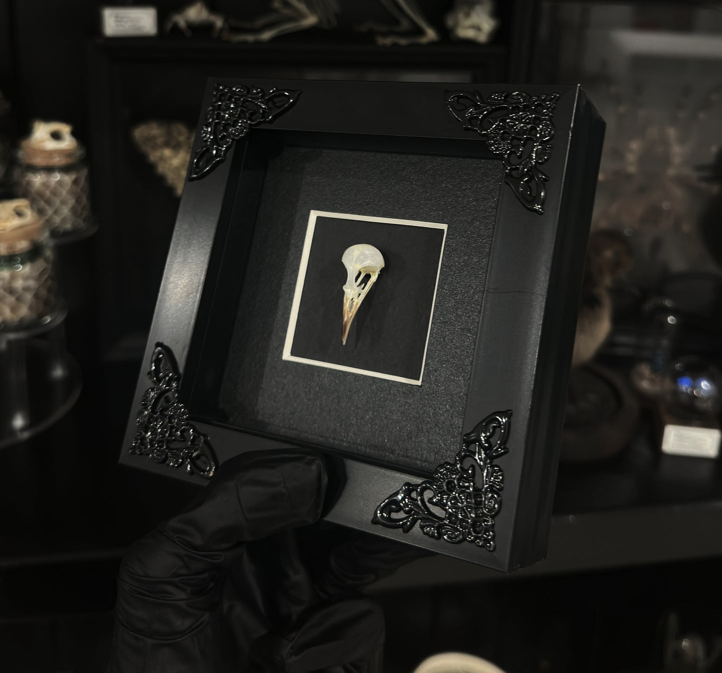 Bird Skull Frame