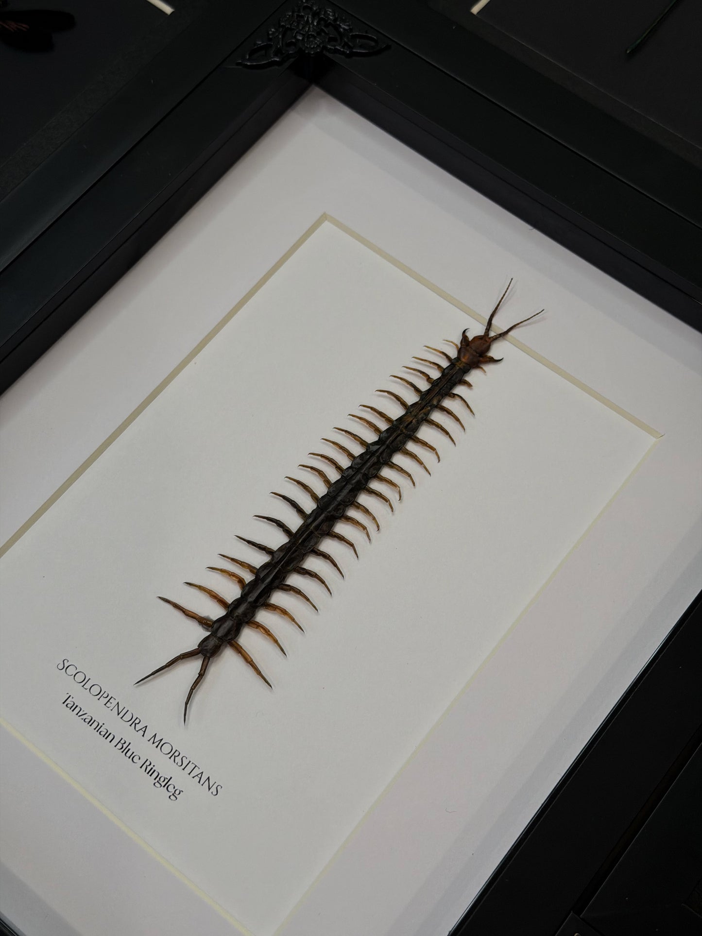 Blue Ringleg Centipede