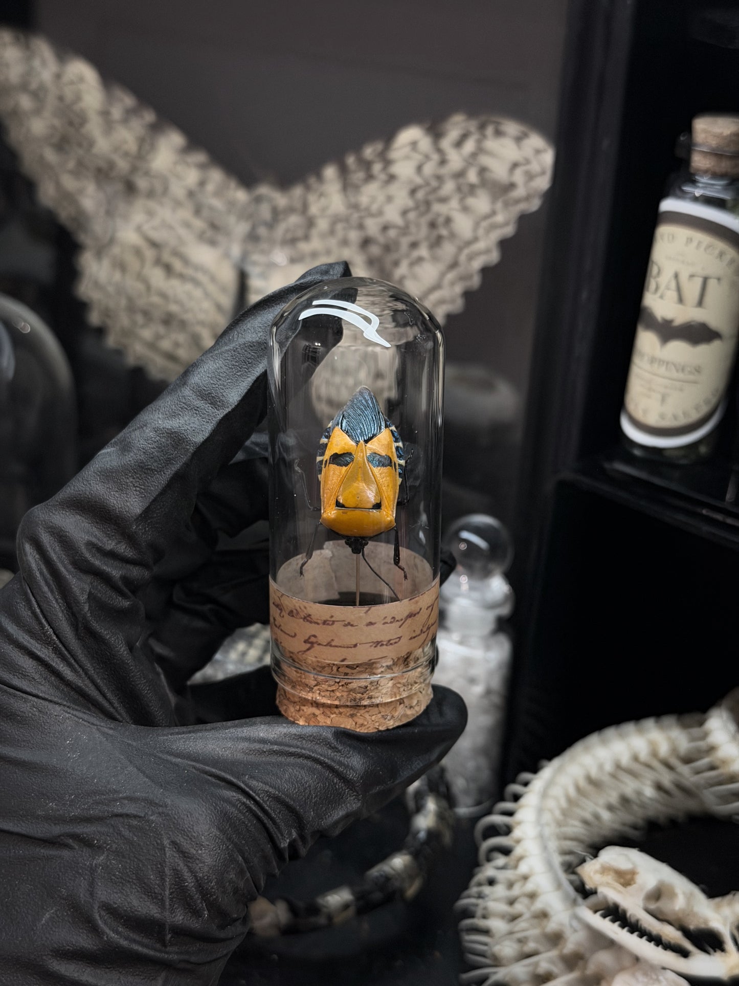 Man-Faced Stink Bug Vial