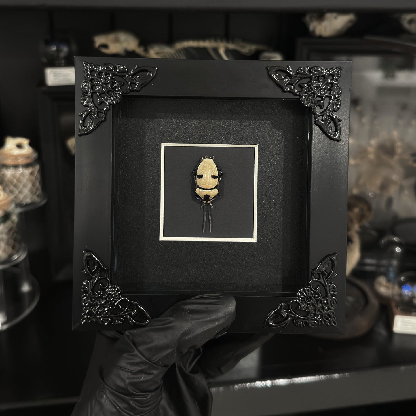Ghost-Face Beetle (Unspread)