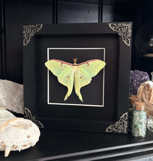 Luna Moth
