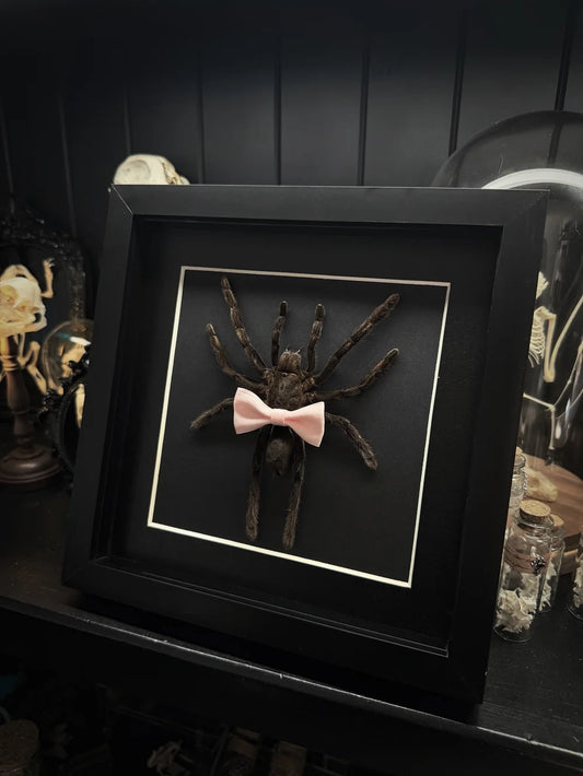 Lepidora Entomology Cutie Patootie Tarantula 2.0 with brown and black furry body and multiple legs on a neutral background.