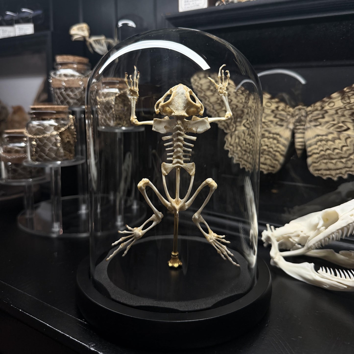 Frog Skeleton Dome