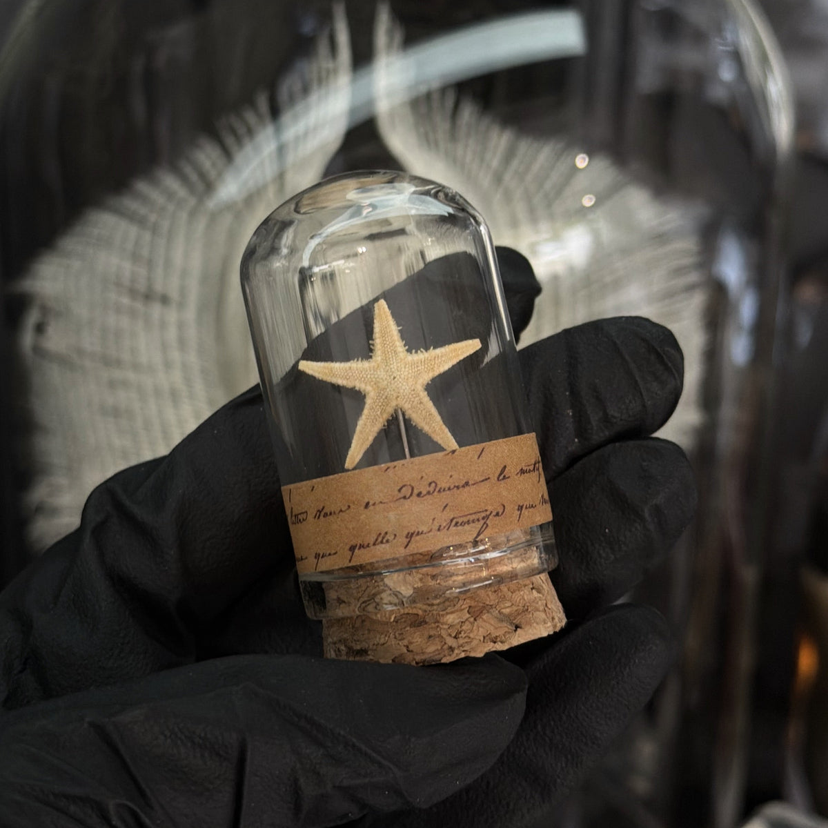Cream Starfish Vial