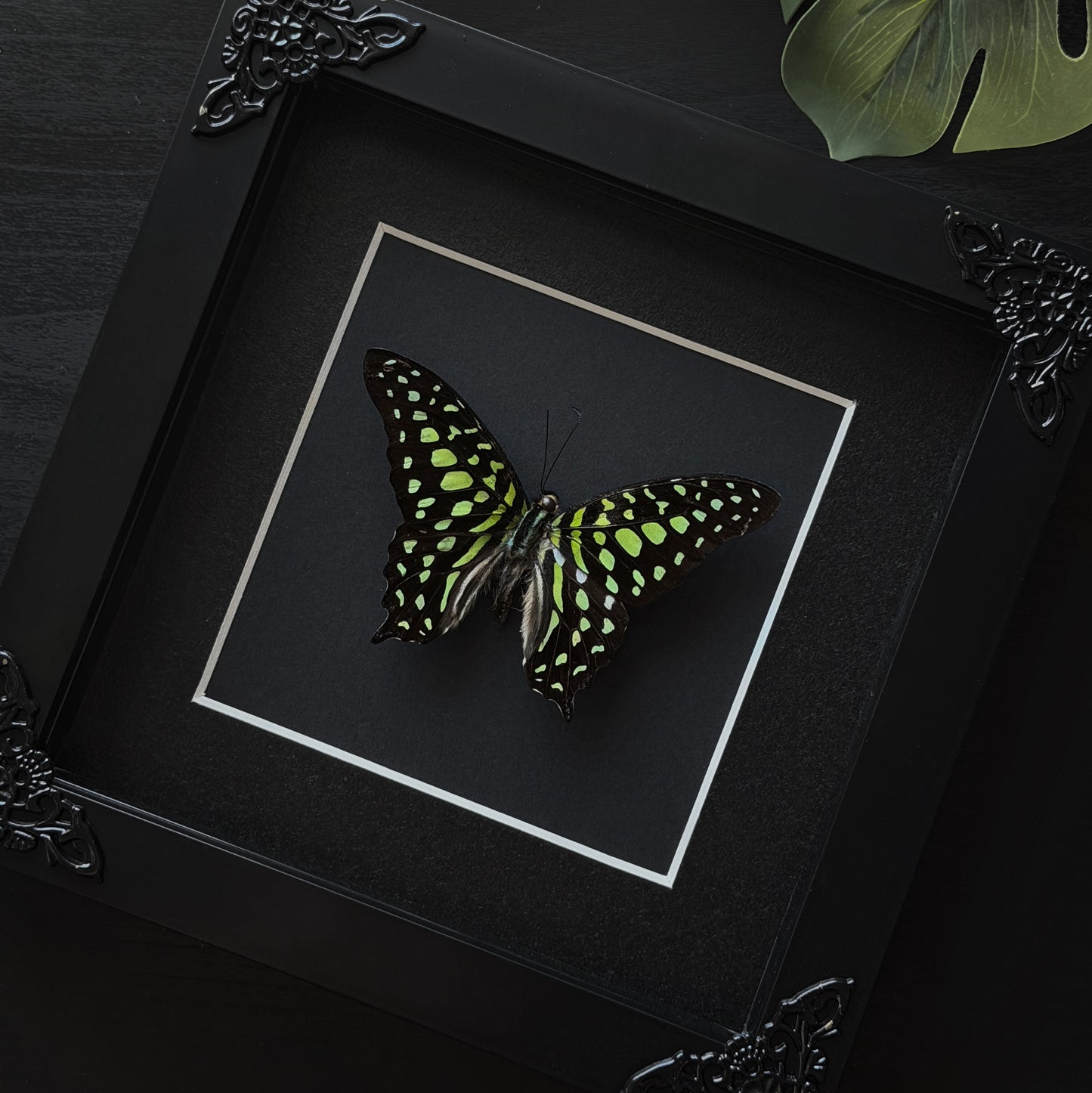 Green Tiger Butterfly