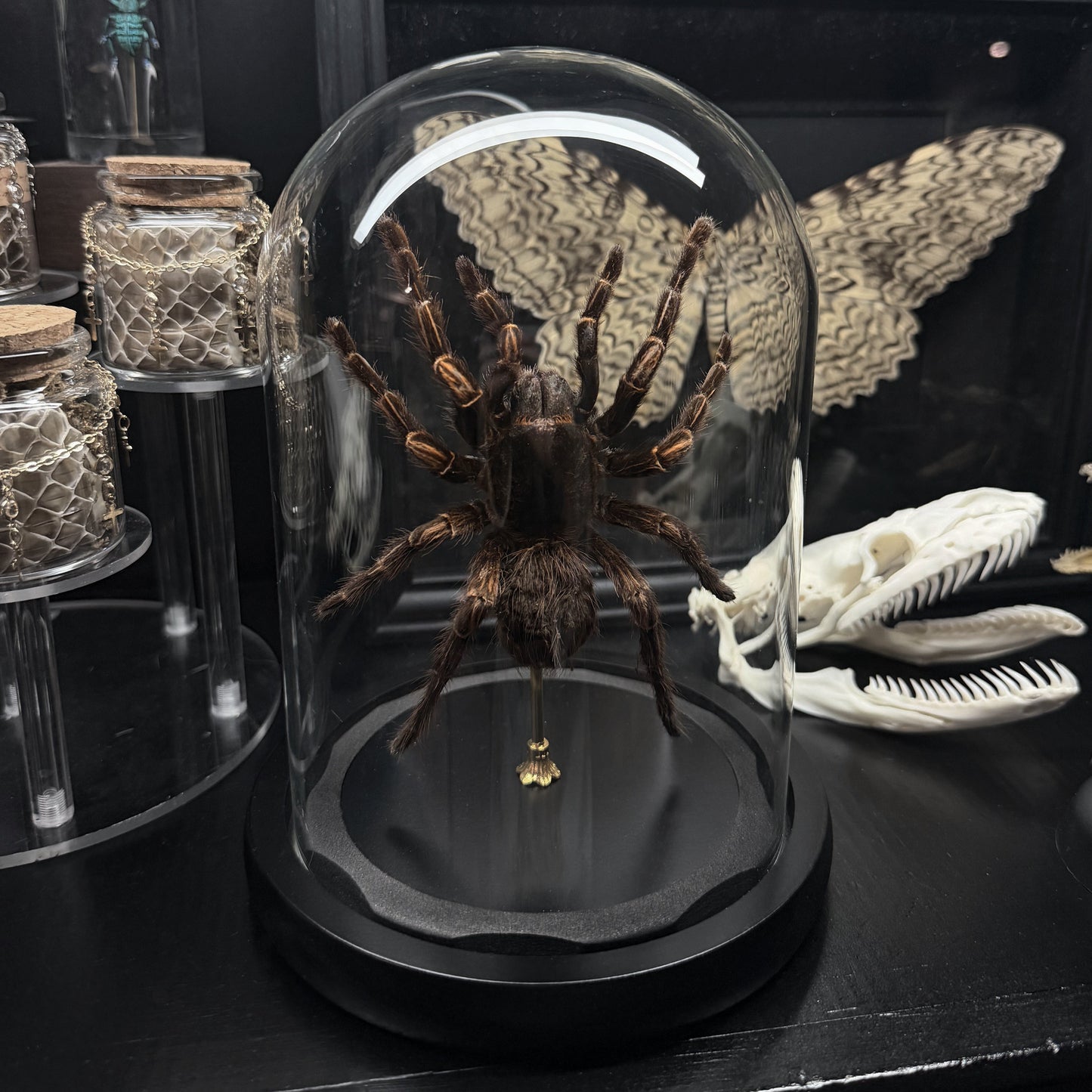XL Tarantula Dome
