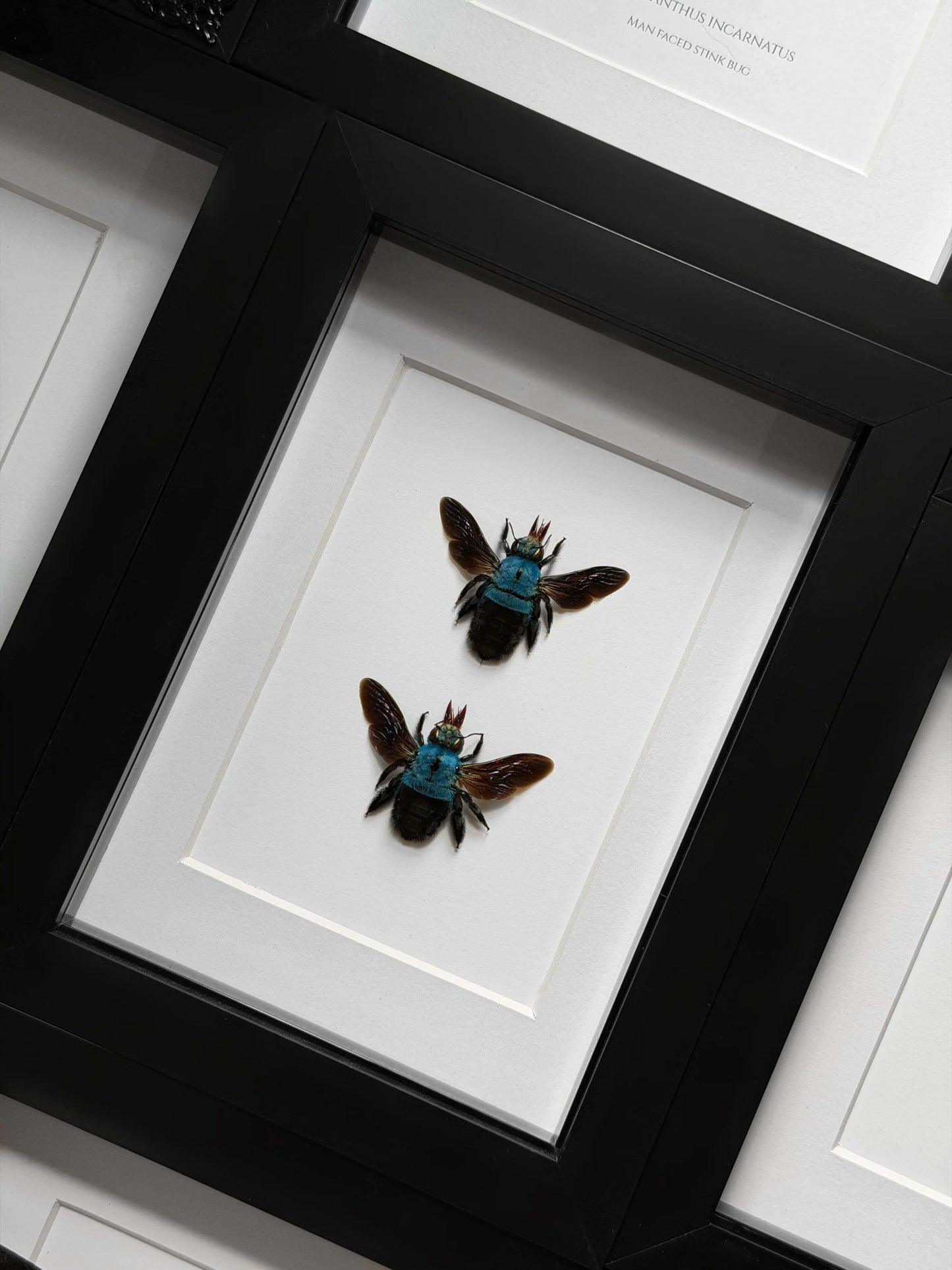 Two Blue Carpenter Bee (Xylocopa caerulea)