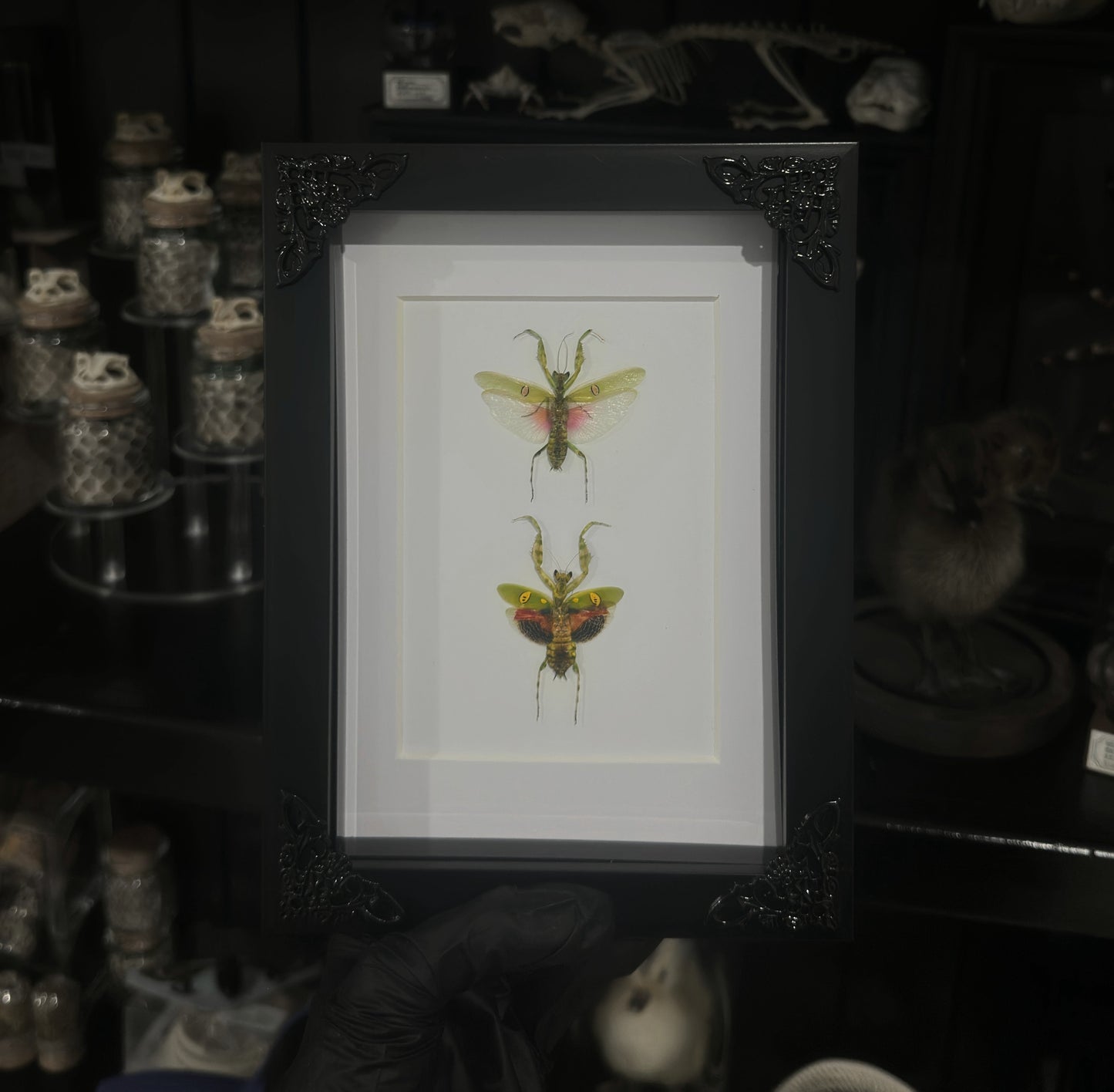 Mantis Pair (Vertical)