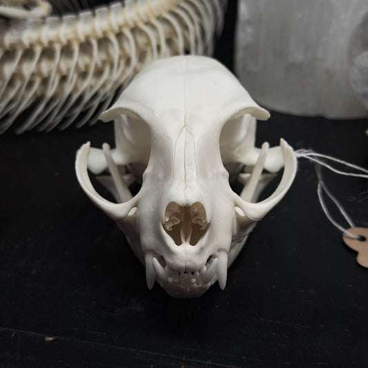 Feral Cat Skull