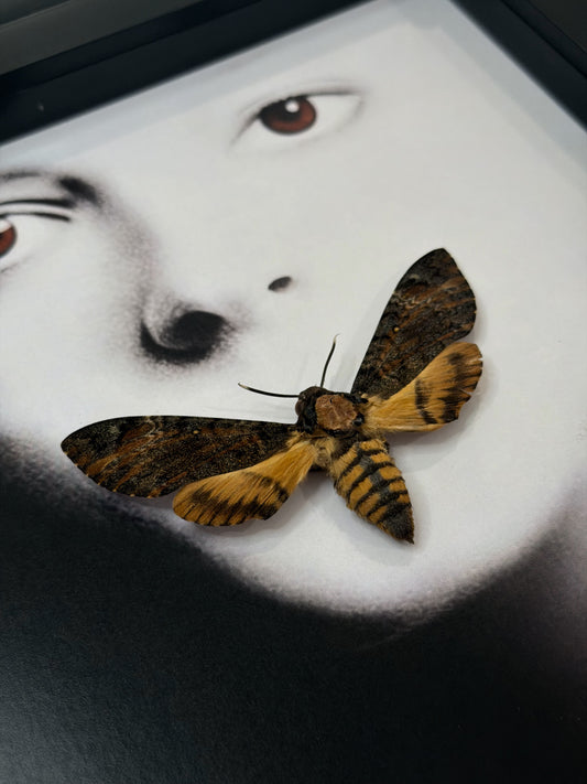 The Silence of the lambs Death-Head Moth