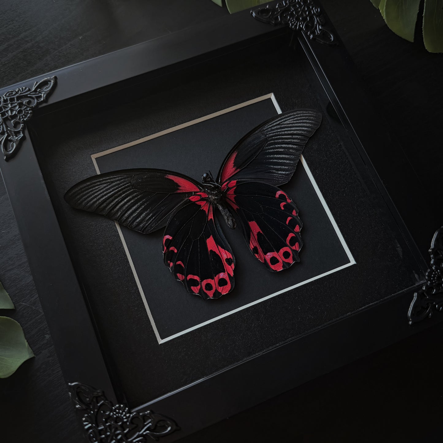 Papilio Mormon