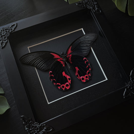 Papilio Mormon