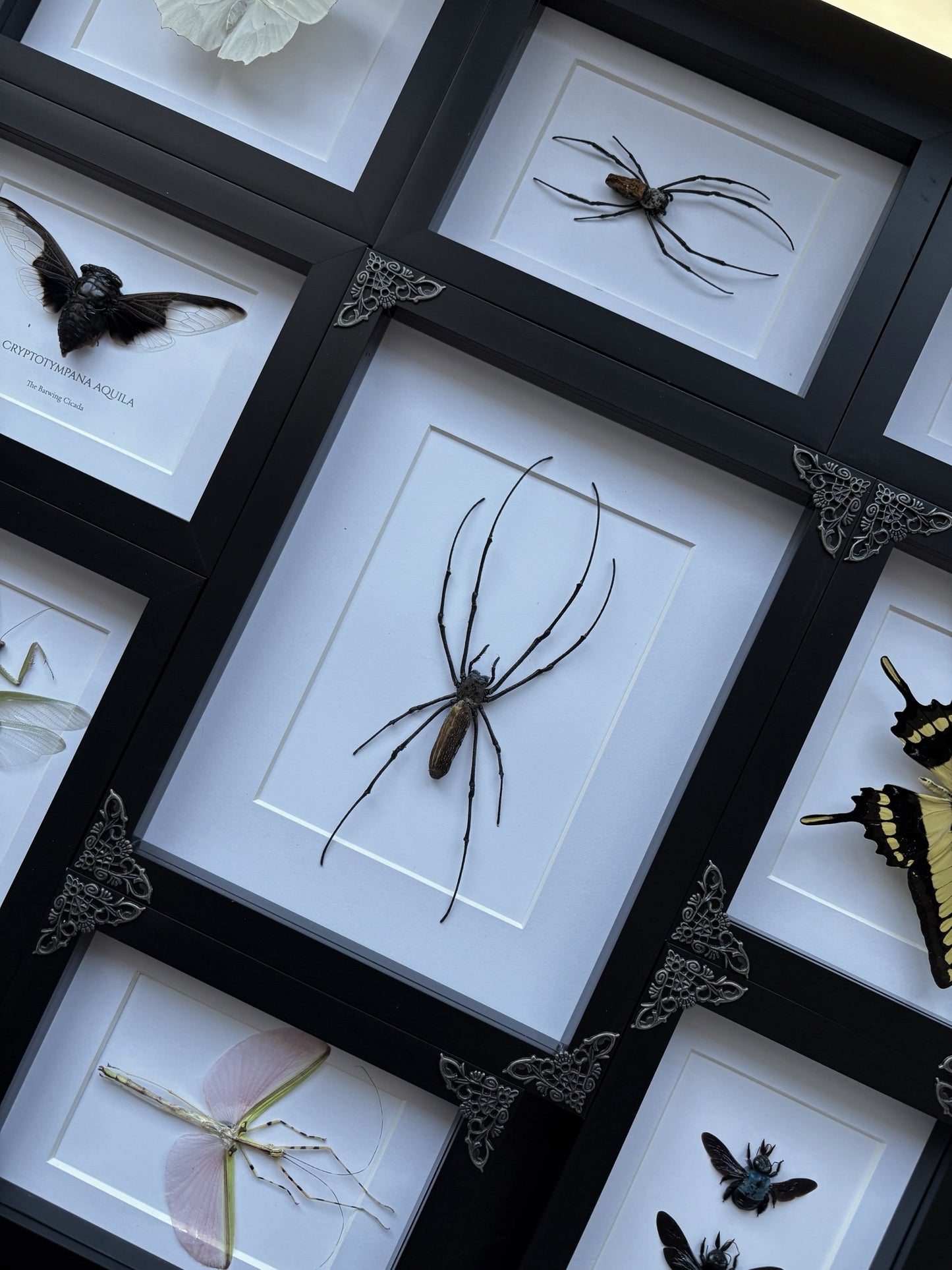 XL Golden Orb Weaver Spider