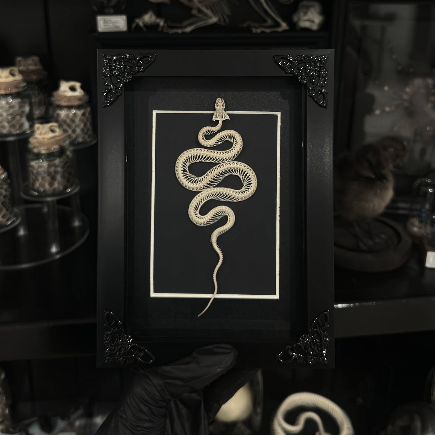 Curled Snake Frame