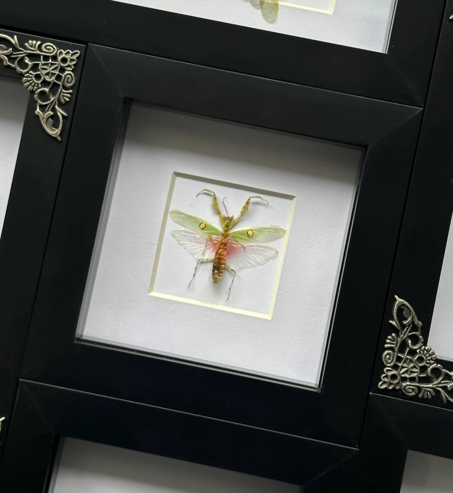 Small Praying Mantis