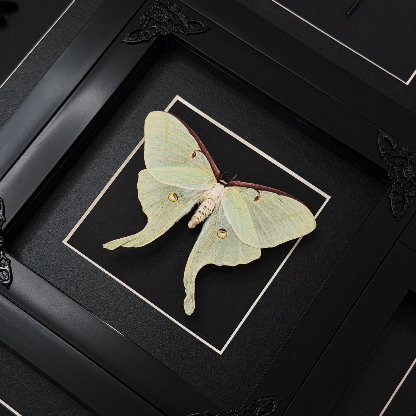 Luna Moth