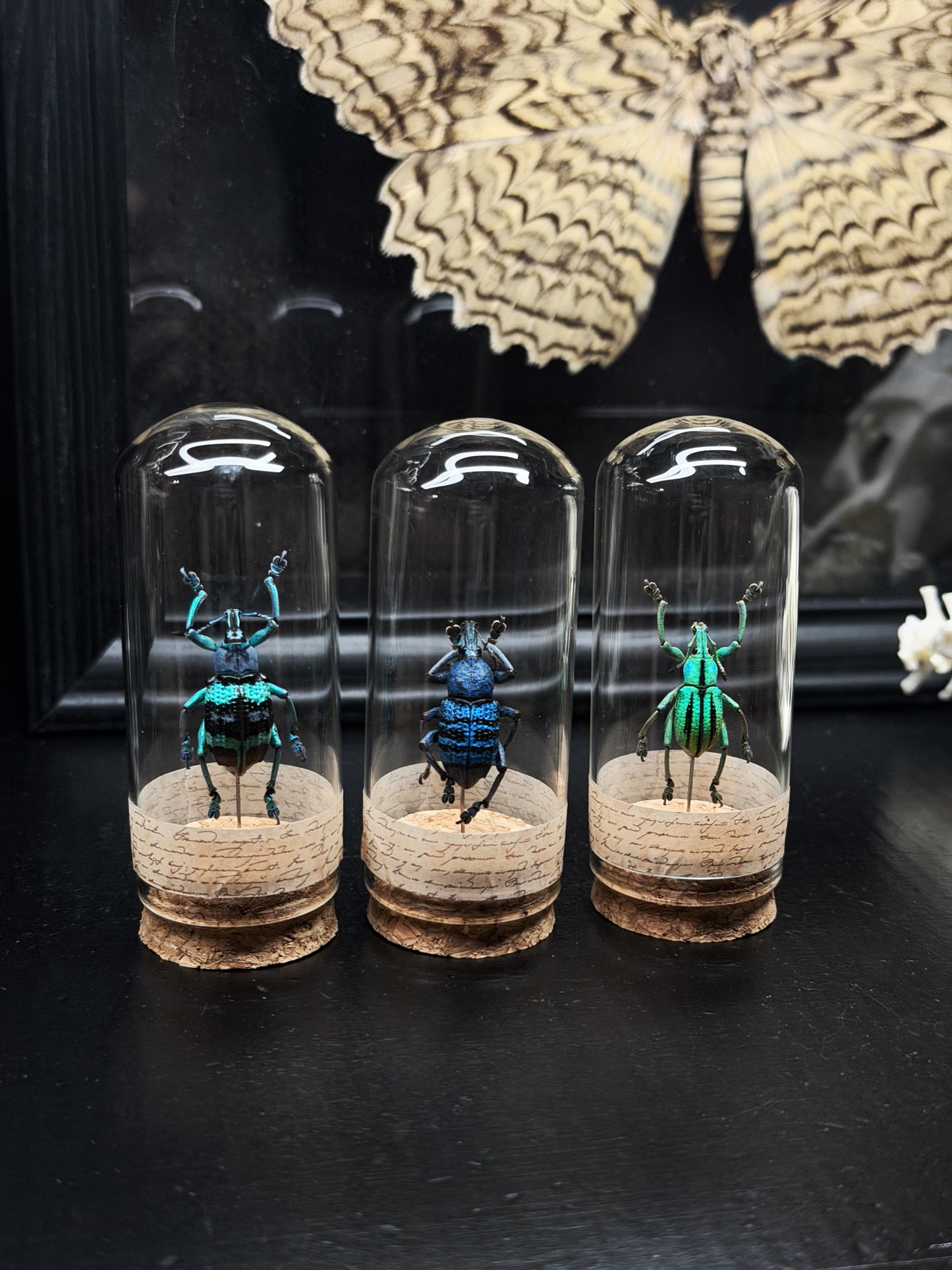 Weevil Trio