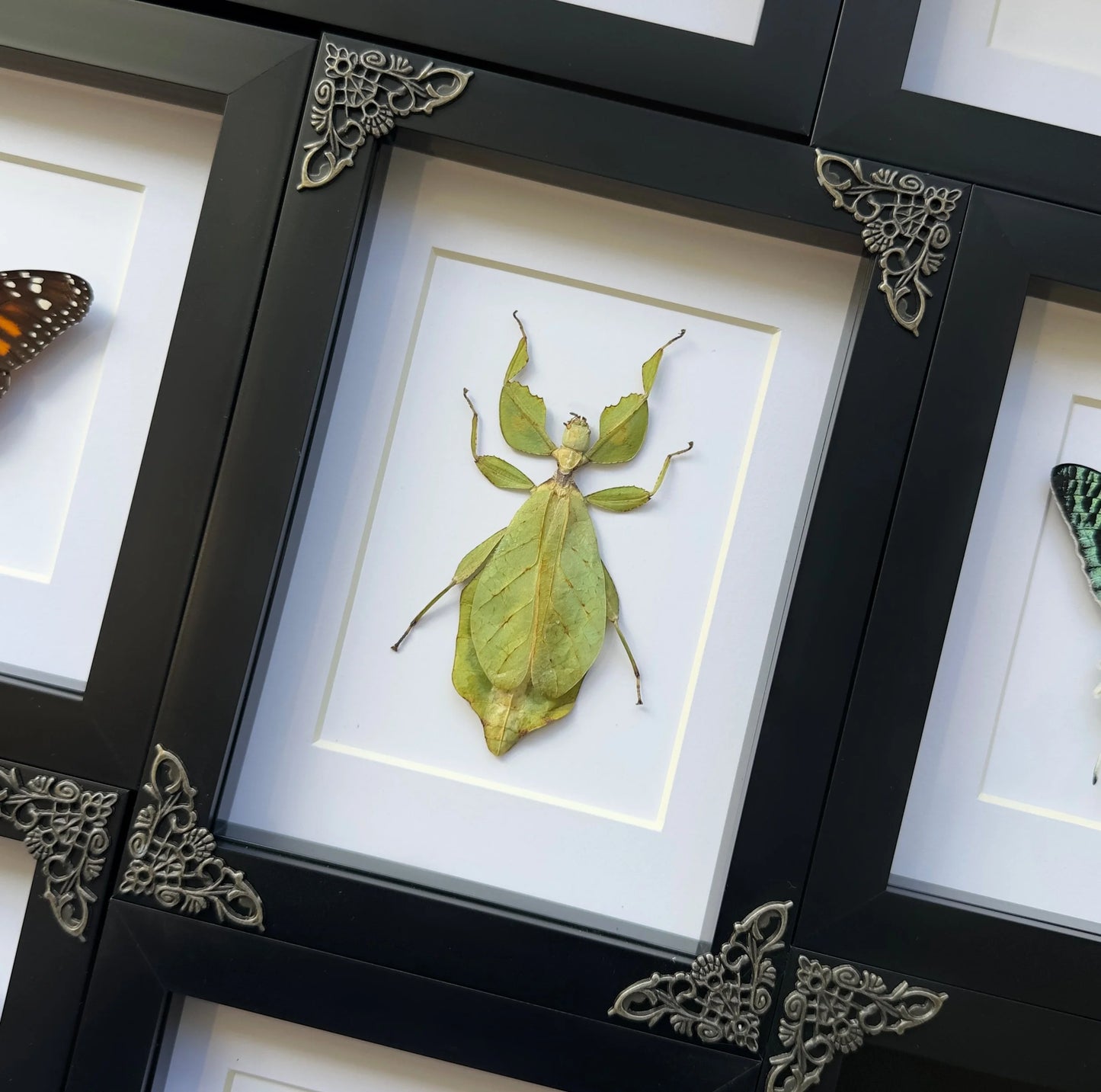 Leaf Insect (Phyllium celebicum)