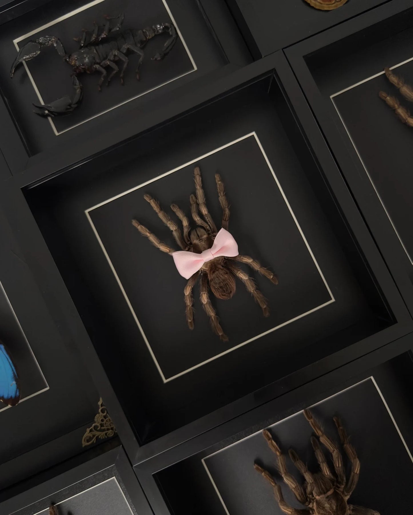 Cutie-Patootie Tarantula