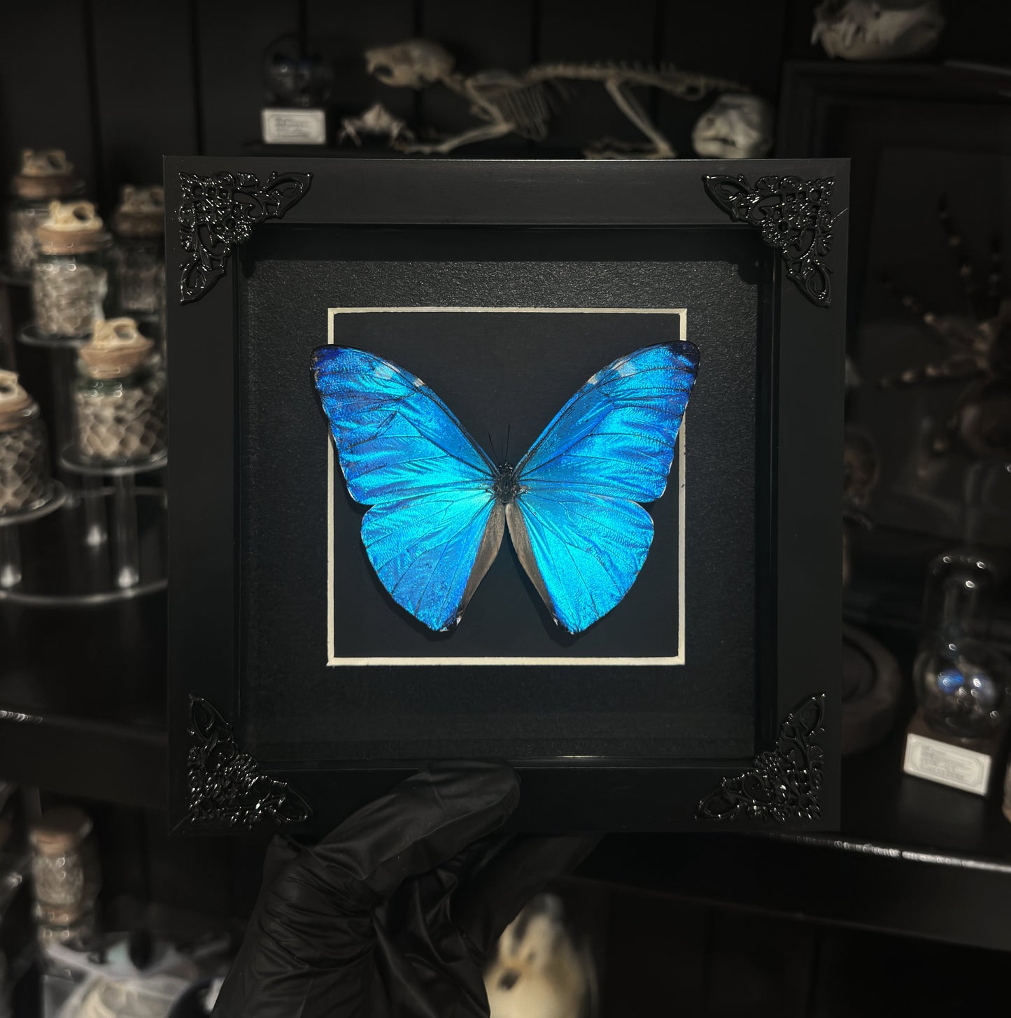 Morpho Marcus