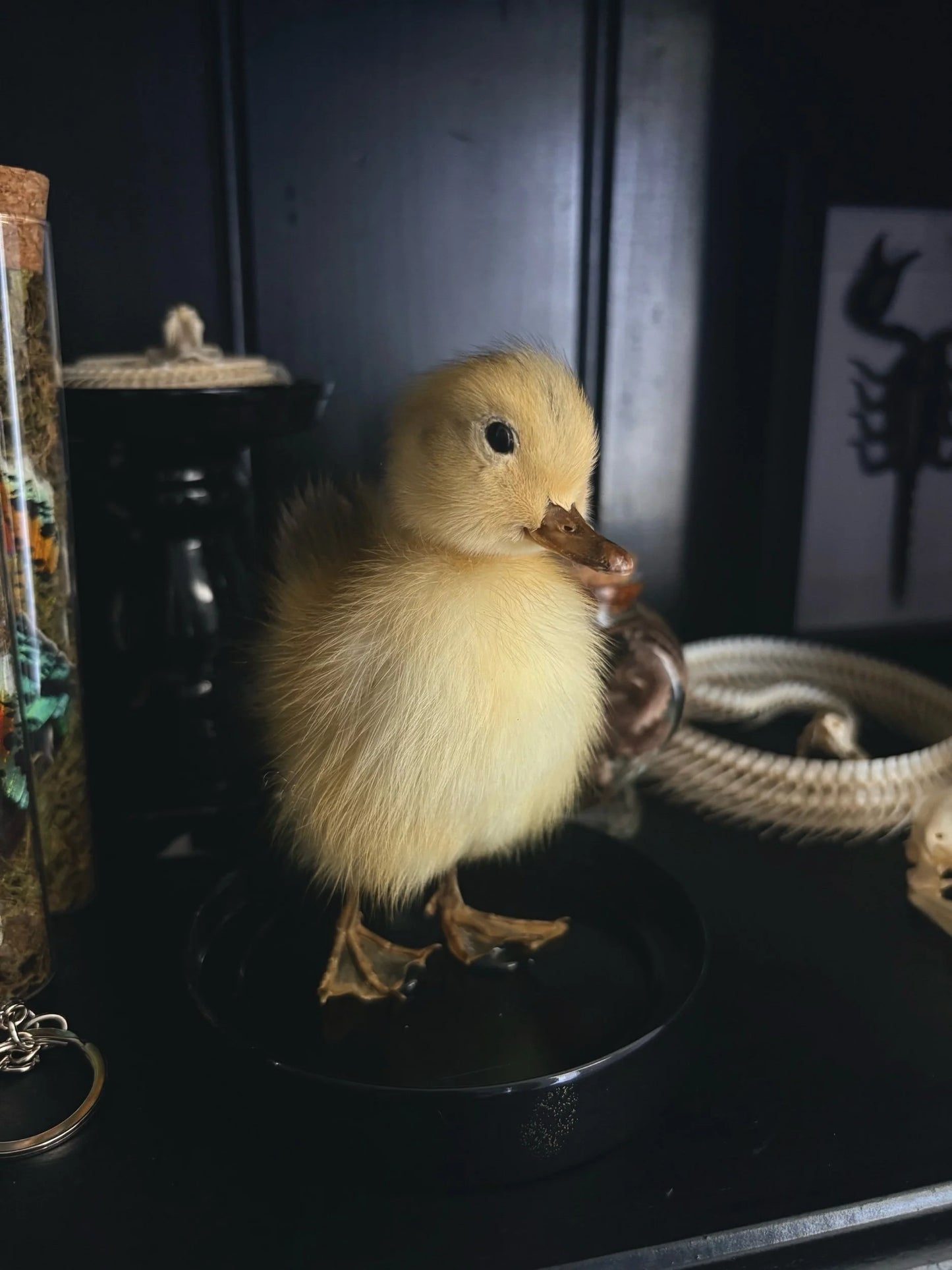Yellow Duckling (Dome)