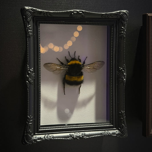 Queen Bumble-Bee Magnet