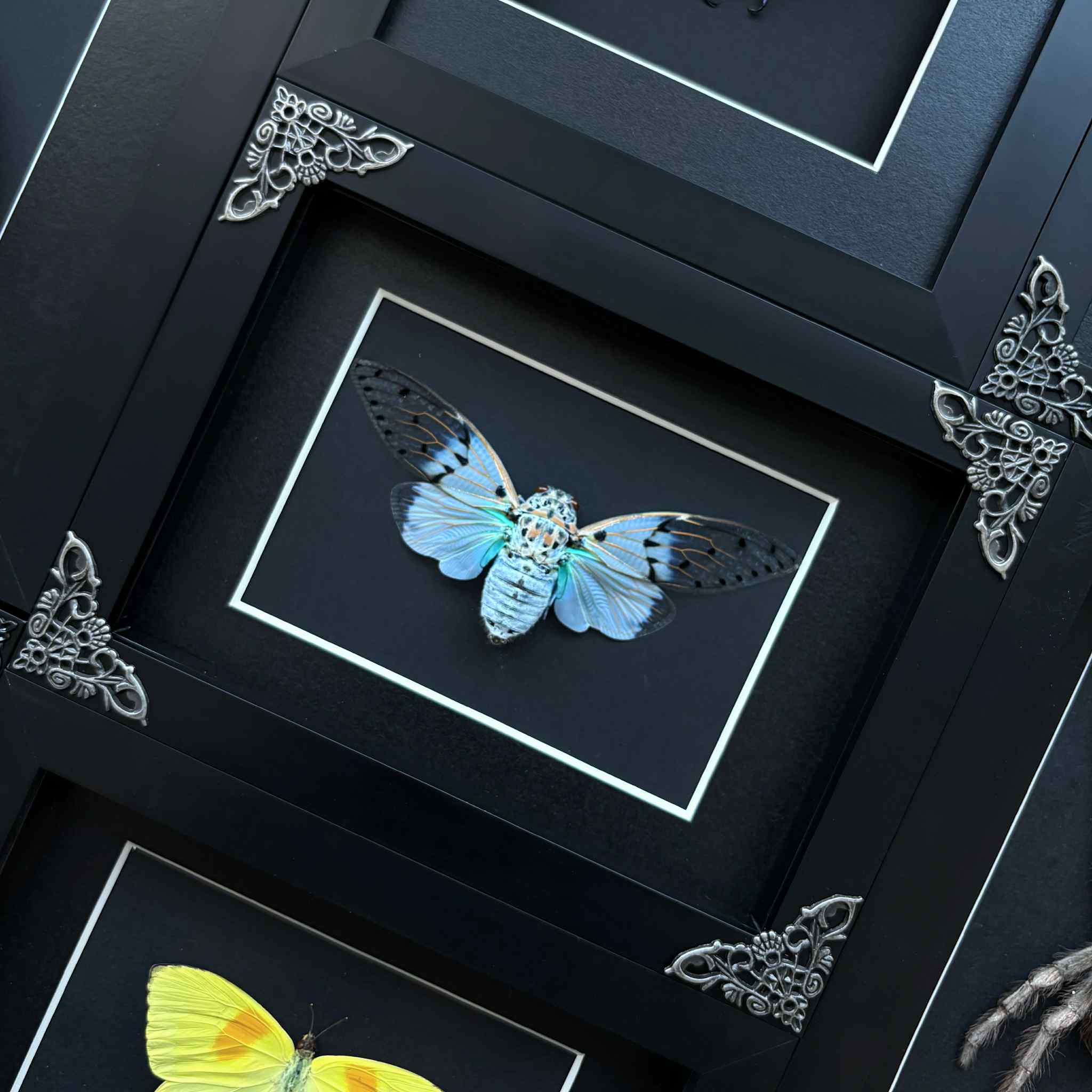 Lepidora Entomology, Premium Framed Specimens