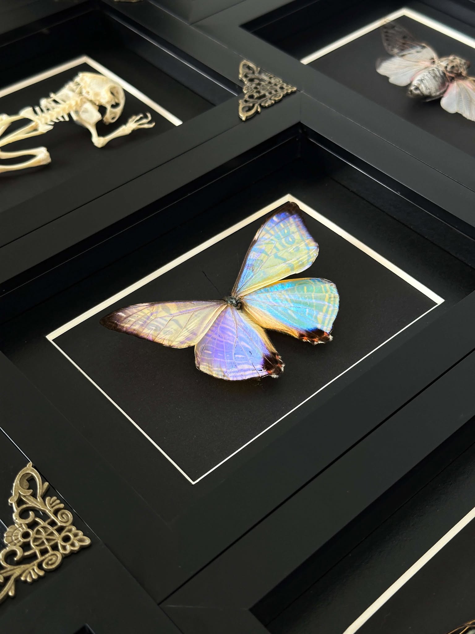 Lepidora Entomology, Premium Framed Specimens