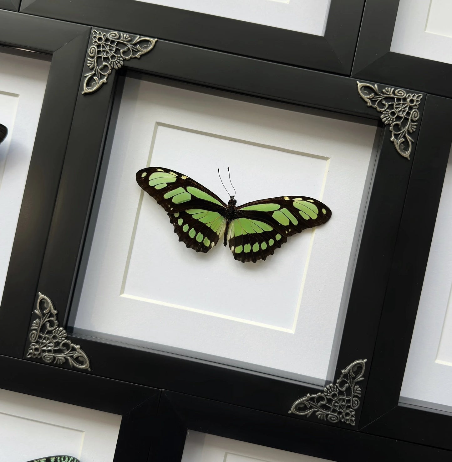 Dido Longwing