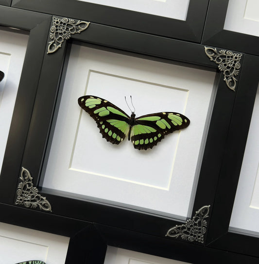 Dido Longwing