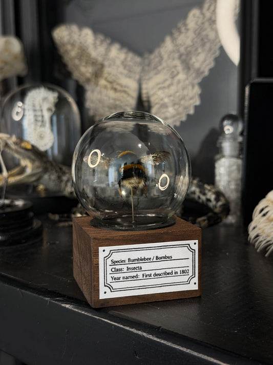 PREORDER Queen Bumble Bee Bubble